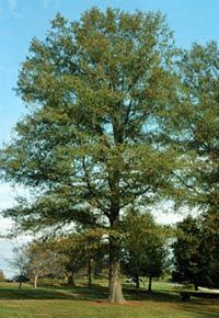 willow-oak